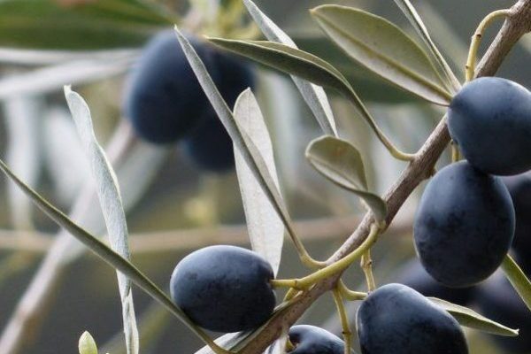 El aceite de oliva virgen extra con DO “Sierra de Cazorla” se da a conocer en diferentes localidades de Valladolid