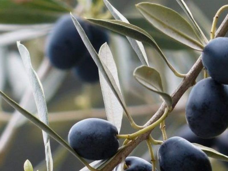 El aceite de oliva virgen extra con DO “Sierra de Cazorla” se da a conocer en diferentes localidades de Valladolid
