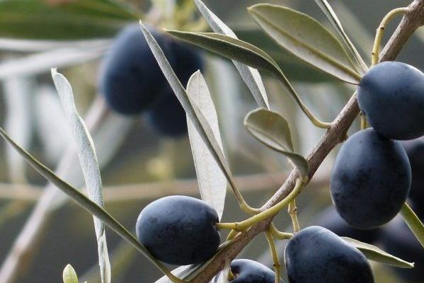 En este momento estás viendo El aceite de oliva virgen extra con DO “Sierra de Cazorla” se da a conocer en diferentes localidades de Valladolid
